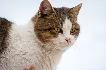 close-up of a cat with beautiful eyes on a white background in winter