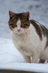 a sneaking cat on snow in winter