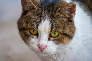 Close up of a cat's head with beautiful yellow eyes