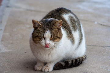 the cat who has yellow eyes is sitting on the concrete