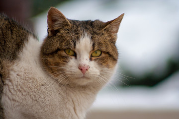 Close up of a cat with yellow eyes