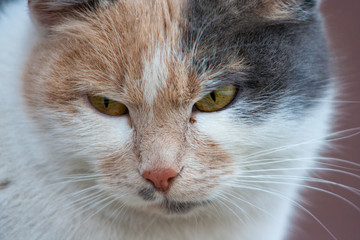 Close up of a cat's head with beautiful yellow eyes