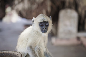 Little gibbon in India street