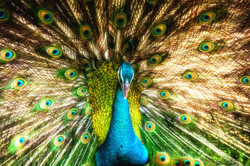 Peacocks