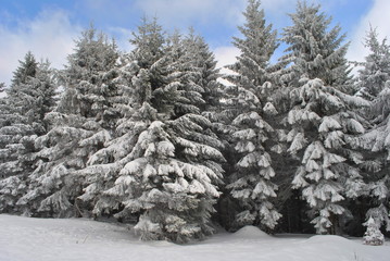 Świerki pod śniegiem © bnorbert3