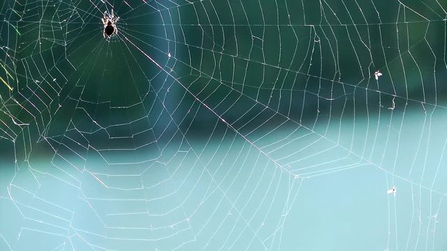 Spider Macro View