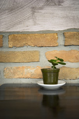 Decorative minimalistic plant on a table