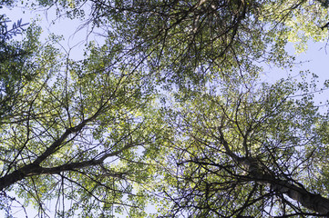 Fototapeta premium tree crowns in the summer forest. nature, background.