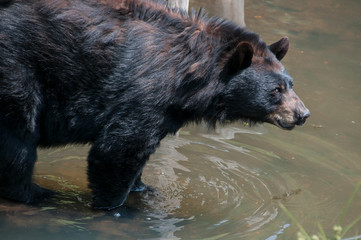 Urso castanho em vida selvagem