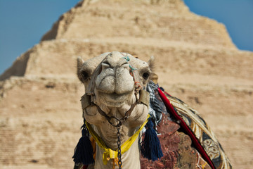 Camel at Step Pyramid of Saqqara