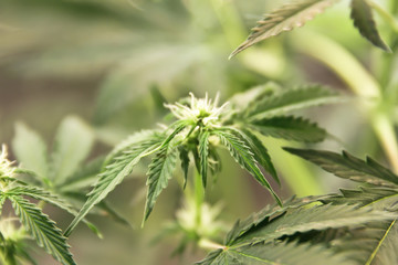 Home-grown marijuana. Cannabis in the flowerpot. Blooming Marijuana plant in nature