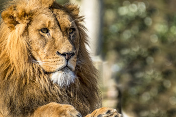 Close-up of male lion lying on a branch