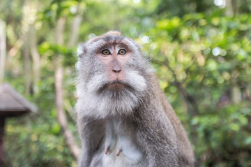 Close up of  monkey in monkey forest Ubud, Bali, Indonesia.