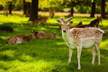 Naklejka na ściany i meble Group of deer in Richmond Park is famous for more than six hundred red fallow deer and it is the largest park of the royal parks in London