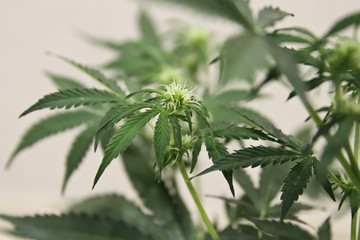 Home-grown marijuana. Cannabis in the flowerpot. Blooming Marijuana plant in nature