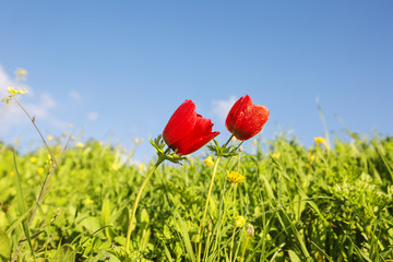 Red poppy flowers on summer meadow under blue sky.