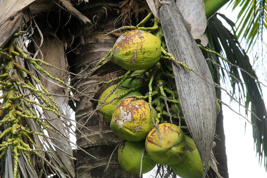 Coconut palm trees in Thailand. Holidays, nature and garden