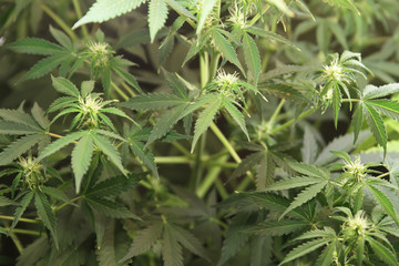Home-grown marijuana. Cannabis in the flowerpot. Blooming Marijuana plant in nature