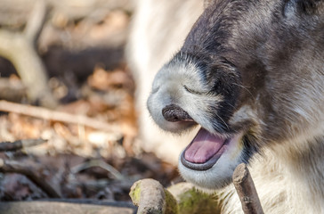 Close-up of reindeer yawning on the soil