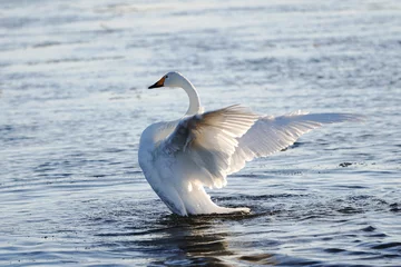 Photo sur Plexiglas Anti-reflet Cygne 屈斜路湖の白鳥