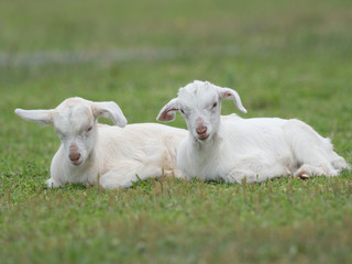 Fototapeta premium 沖縄の山ヤギ