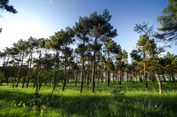 Sunset Or Sunrise In Forest Landscape. Sun Sunshine With Natural Sunlight And Sun Rays Through Woods Trees In Summer Forest. Beautiful Scenic View.