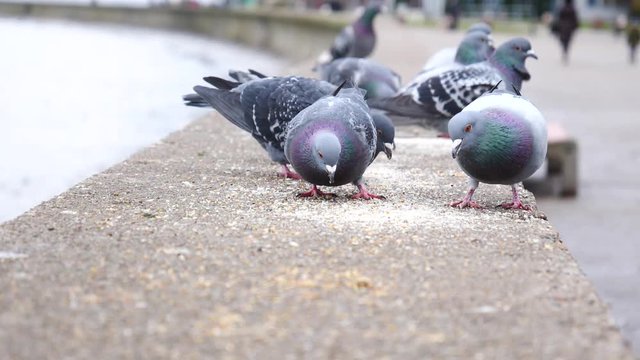 Flock of pigeons eating seeds on seaside