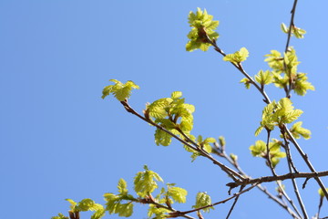 young buds oaks