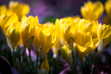 Obraz premium Macro of shiny crocus 