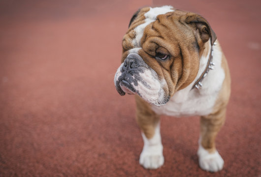 Close up portrait of English bulldog,selective focus and blank space