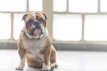 English bulldog posing,selective focus and blank space