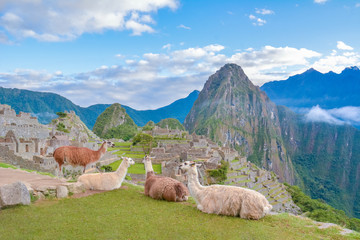 A few llamas contemplating the Incredible view of Machu Picchu in South America
