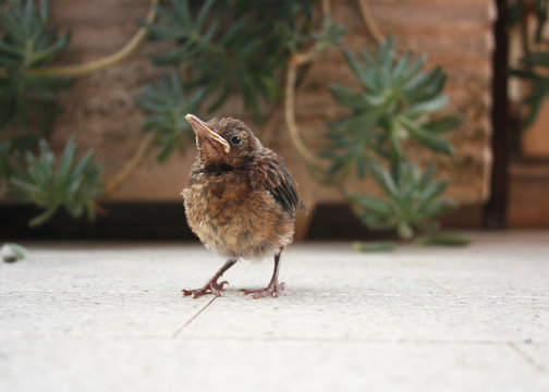 Bird