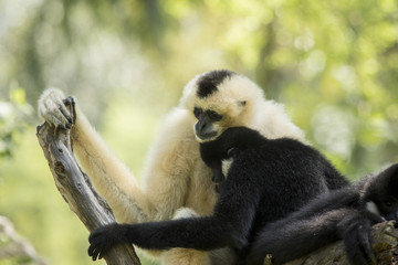 family of sia mang gibbon on tree branch