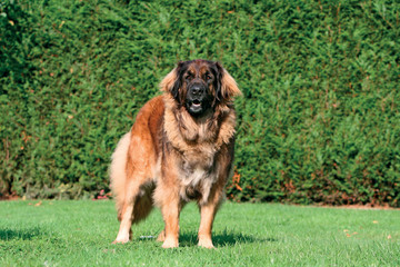 Typical Leonberger dog