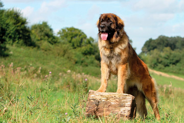Typical Leonberger dog