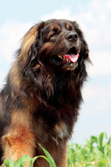 Typical Leonberger dog