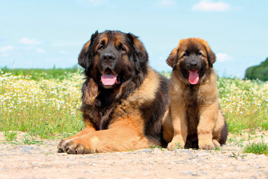 Typical Leonberger dog