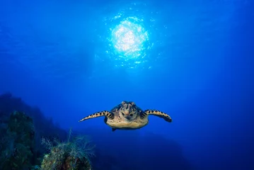 Wandcirkels plexiglas A hawksbill turtle enjoys cruising through his underwater domain above a pristine tropical reef. The coral grows under the sun that can be seen in the sky through the blue ocean © drew