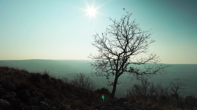 Arbre mort entre les colines
