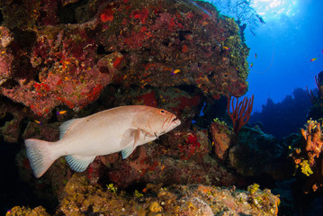 A grouper has swam into a cleaning station where gobies clean the bigger fish's teeth and gills. This was shot on a tropical coral reef in Grand Cayman in the Caribbean