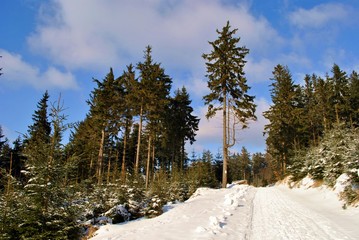 Obraz na płótnie Canvas Droga w zimowym lesie