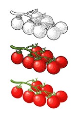 Whole tomato. Vector engraved and flat illustration isolated on white