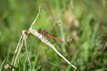 dragonfly