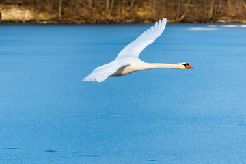 Fototapeta na wymiar Swan flying over the frozen lake