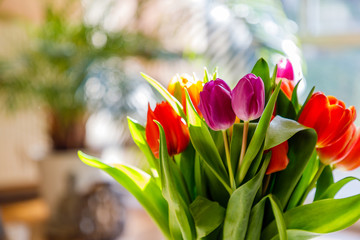 Colorful tulips in the sunlight