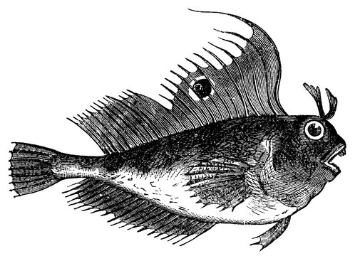victorian engraving of an eyed blenny fish