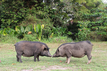 Two wild pigs in the park. Phuket in Thailand.
