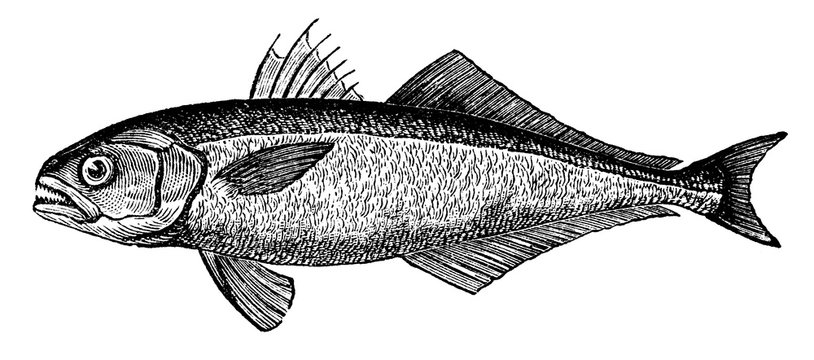 victorian engraving of a bluefish