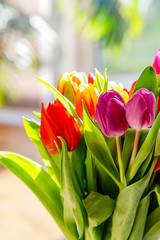 Colorful tulips in the sunlight